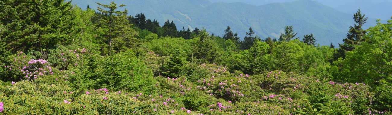 A Tennessee mountainside (click to return to the landing page)